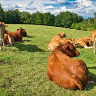 grass-fed beef feature