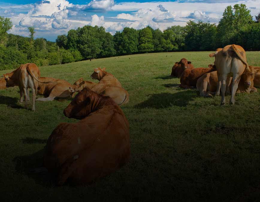 grass-fed beef feature