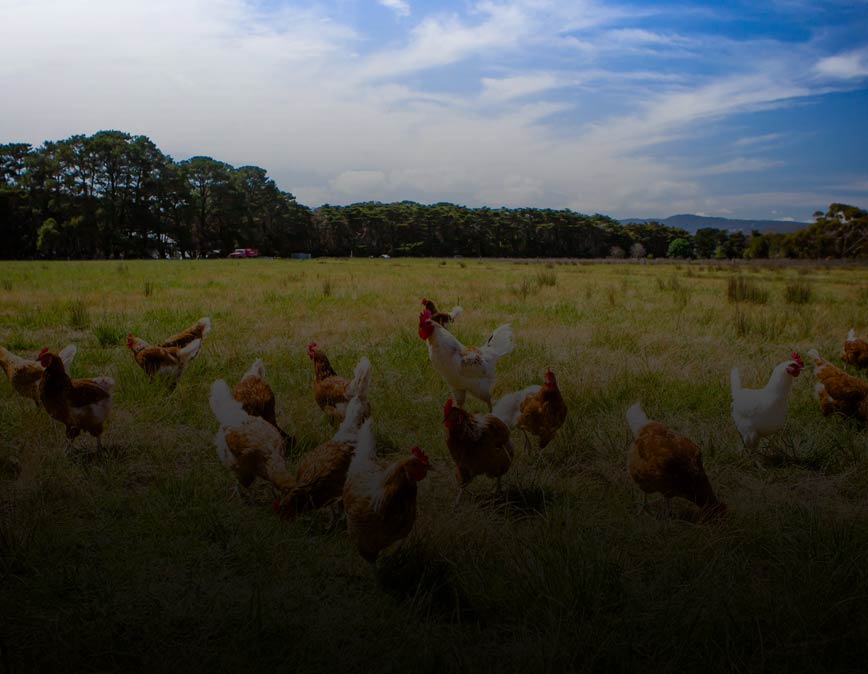 pasture raised chicken feature