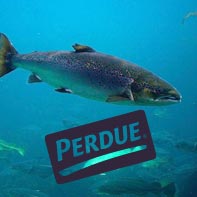 Perdue Seafood Order Graphic